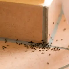 En stor koloni av myror på altanen, som kryper längs fogarna och på de ljusa plattorna. De verkar vara på väg mot ett okänt mål.