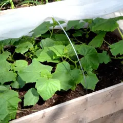 Små gurkplantor växer i en pallkrage under fiberduk. Snart är det dags att fylla pallkrage med mer jord och näring.