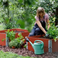 Kvinna planterar i en nybyggd pallkrage. En grön vattenkanna står bredvid.