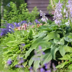 En frodig trädgård med stora gröna blad och lila blommor. En perfekt plats att luckra upp jord och plantera mer.