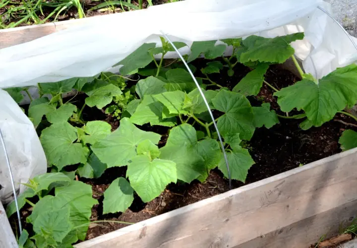 Små gurkplantor växer i en pallkrage under fiberduk. Snart är det dags att fylla pallkrage med mer jord och näring.