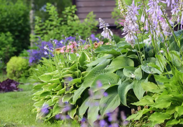 En frodig trädgård med stora gröna blad och lila blommor. En perfekt plats att luckra upp jord och plantera mer.