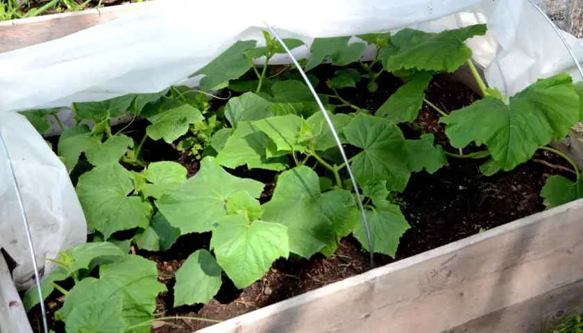 Små gurkplantor växer i en pallkrage under fiberduk. Snart är det dags att fylla pallkrage med mer jord och näring.