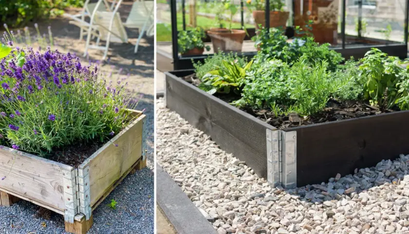 Odla i pallkrage tips: En pallkrage med lavendel och en annan med örter visar hur fint det kan bli.