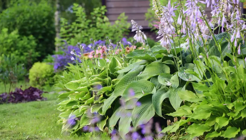 En frodig trädgård med stora gröna blad och lila blommor. En perfekt plats att luckra upp jord och plantera mer.
