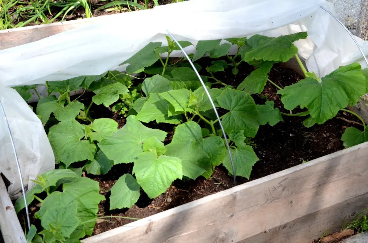 Små gurkplantor växer i en pallkrage under fiberduk. Snart är det dags att fylla pallkrage med mer jord och näring.